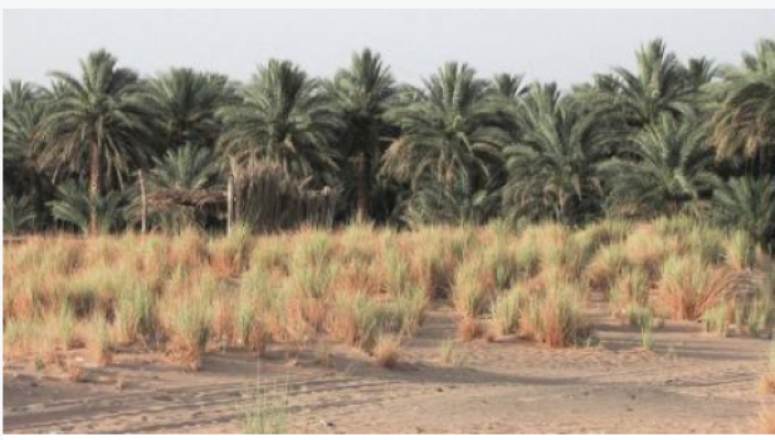 Great Green Wall in the Spotlight at COP